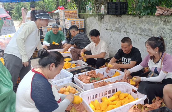清镇市小坡村蟠桃迎来丰收！国企助力让“闲置地”变“致富园”