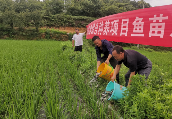 清镇市全面推广2025年“稻+鱼”综合种养项目