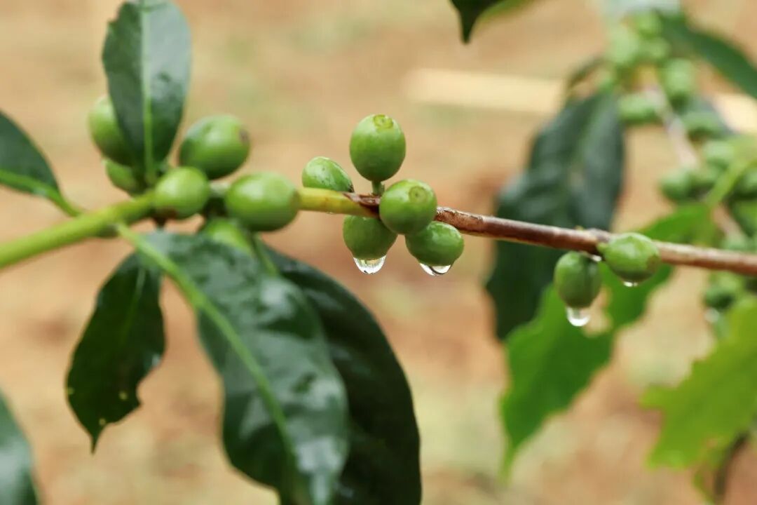 红枫湖畔种下贵阳贵安最大咖啡树