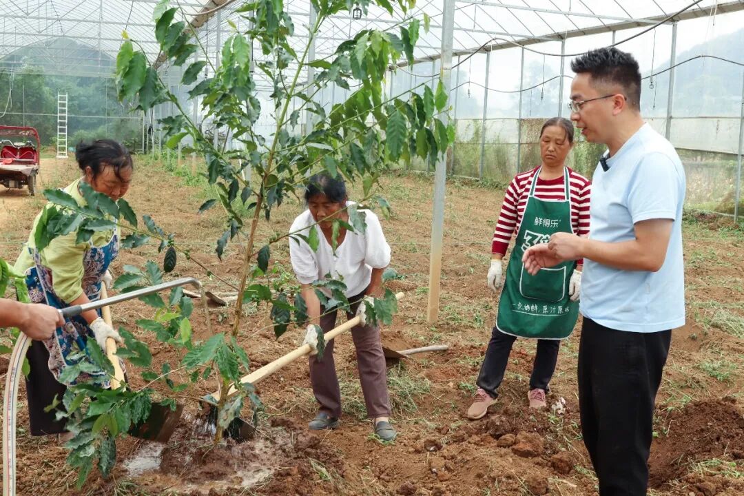 红枫湖畔种下贵阳贵安最大咖啡树