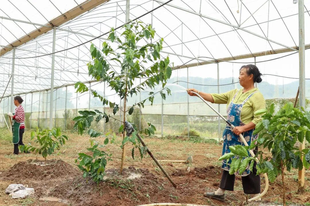 红枫湖畔种下贵阳贵安最大咖啡树
