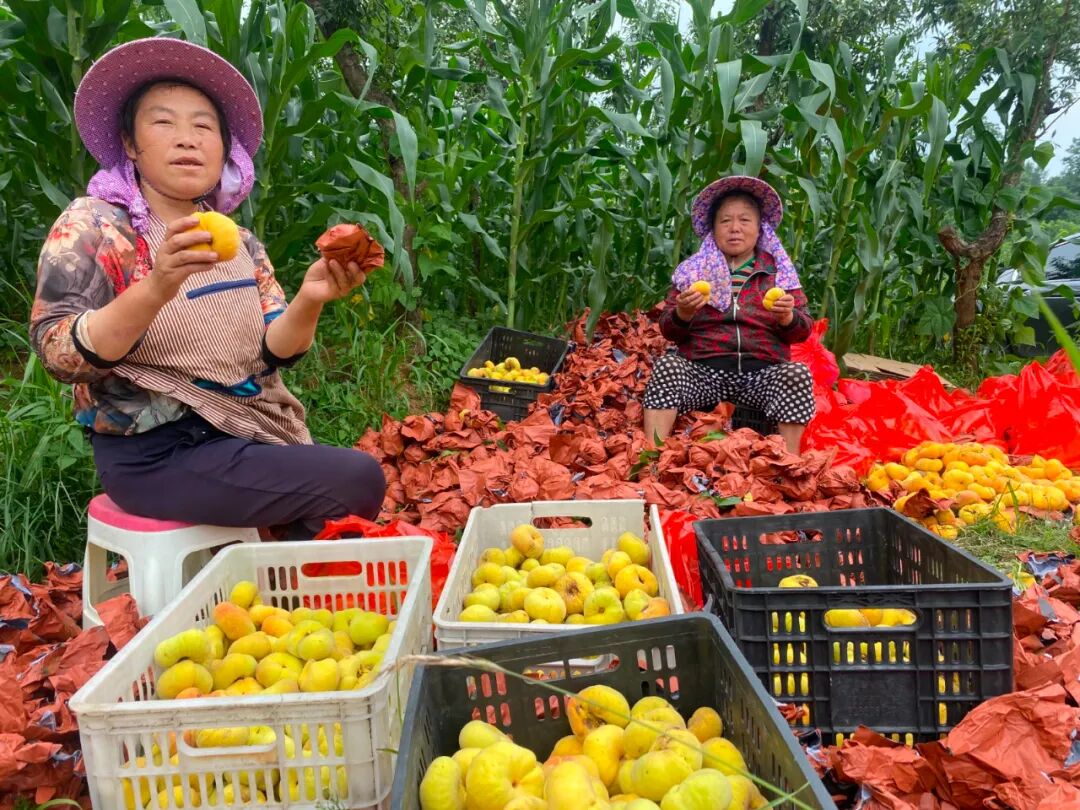 2025中国农民丰收节|清镇:稻花香里说丰年 五谷丰登谱新篇