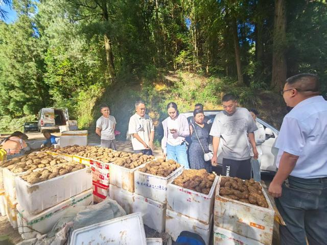 产值突破11.18亿元!清镇市“四强化”激活林下经济新动能