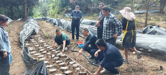 产值突破11.18亿元!清镇市“四强化”激活林下经济新动能