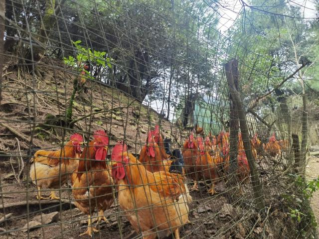 产值突破11.18亿元!清镇市“四强化”激活林下经济新动能