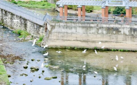 清淤护渠提水质！云岩区开展金钟河河道清淤工作