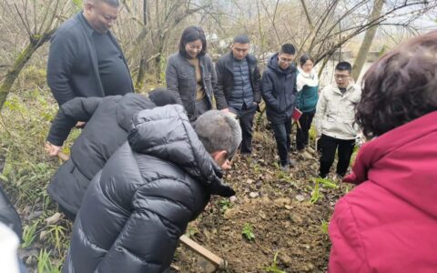 云岩区黔灵镇：小小山桐子 种出“致富经”
