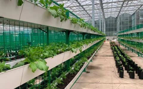 “菜篮子”拎出科技范！云岩这家企业打造都市里的“新农田”