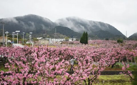 南明区：桃花彩绘迎客来