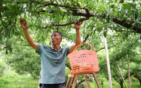 永乐乡江西坡的蜂糖李喜获丰收
