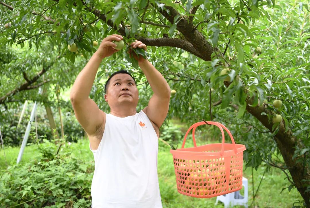 2.jpg 永乐乡江西坡的蜂糖李喜获丰收