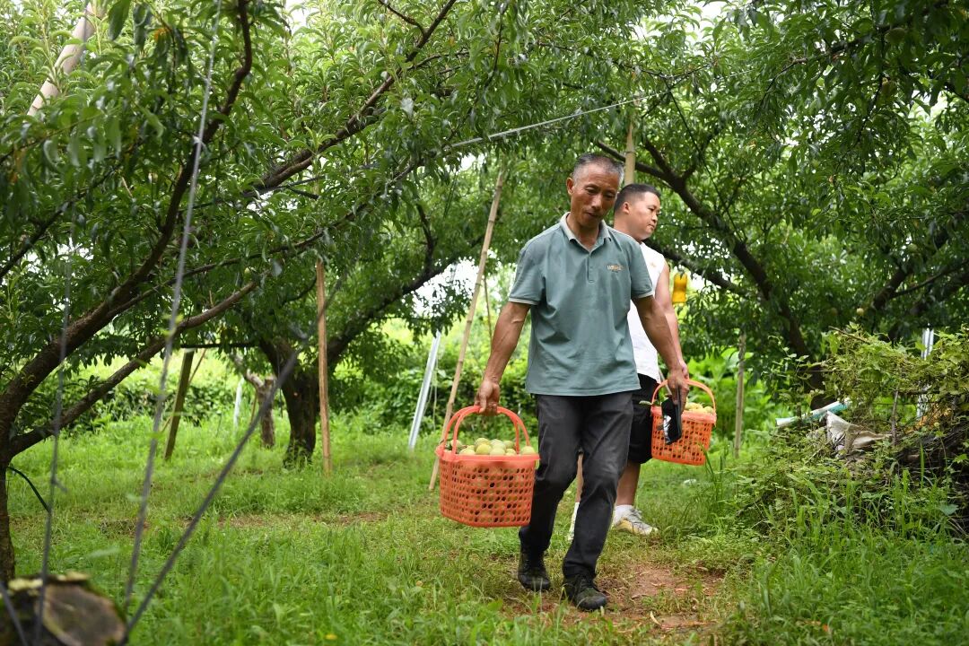 6.2.jpg 永乐乡江西坡的蜂糖李喜获丰收