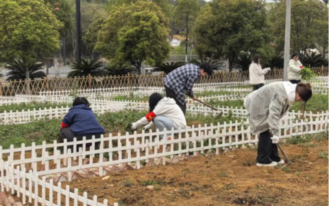 青岩镇北街村：春耕播“金葵”，绘就农旅融合新画卷