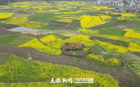 100天的春季 100分的美丽｜花溪高坡：金色花海描绘动人画卷
