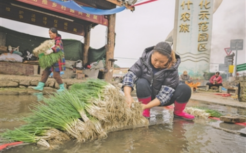 香葱喜丰收 葱农笑开颜——花溪区黔陶乡大力发展香葱产业助农增收见闻