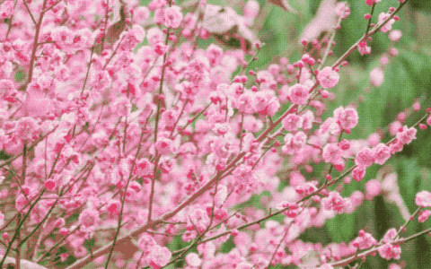 春游花溪·赏春花丨一眼沦陷！花溪这7个神仙地方，承包你整个春天