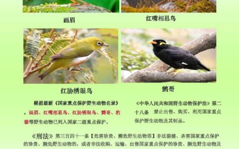 生态科普｜捕鸟、售卖？小心违法！