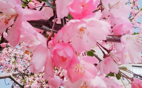 母亲节限定·亲子阅读＋花艺DIY｜把爱送给最重要的人