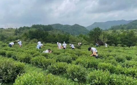 晨读花溪 | 田景文：春茶记