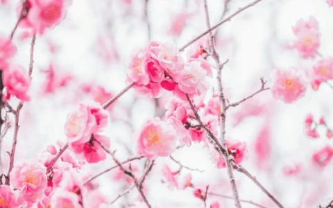 晨读花溪 | 蔡舟：花溪之春