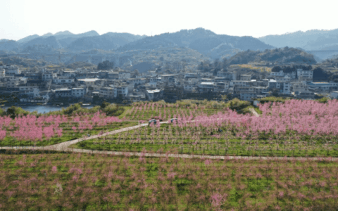 花溪金竹：四百亩桃花齐斗艳