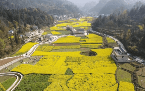 花溪区：良种良法齐发力 油菜花开笑开颜