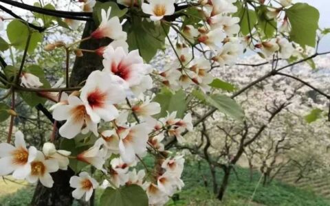 晨读花溪 | 惠子：冻桐花