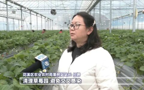 乡村行 看振兴｜强化冬季草莓管护 助力产业提质增效