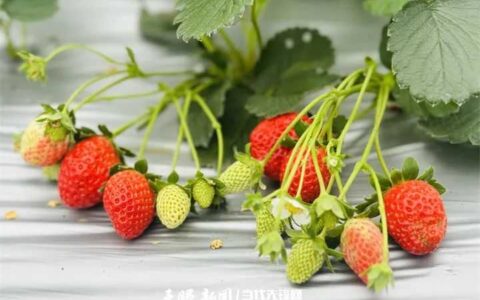 小草莓撬动花溪大产业