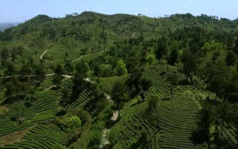 晨读花溪 | 朱登麟：茶史的活化石