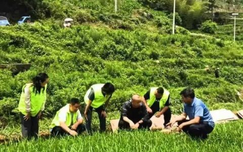 强双基｜组织联建　村企联合　治理联动——思惹村打好党建赋能乡村振兴“组合拳”