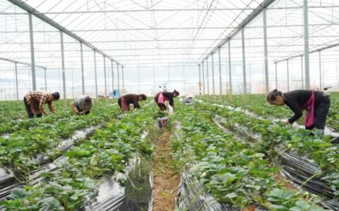 ​​贯彻落实区委十二届八次全会精神 | 花溪区：“草莓经济” 助力乡村振兴