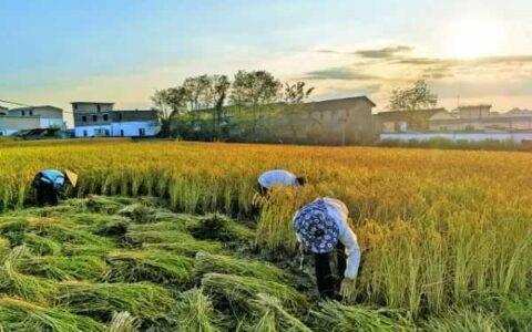 贵阳日报 | 捉稻花鱼、剥玉米比赛、篝火晚会……高坡云顶邀您来过丰收节
