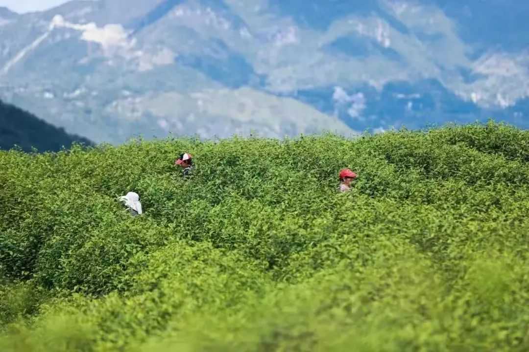 晨读花溪 | 海月:写给久安茶王(外两首)