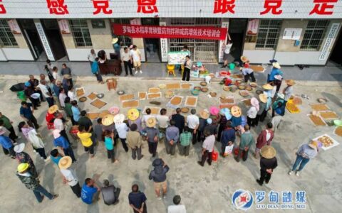“花溪·罗甸”融媒互动|罗甸：科技护航水稻育秧 确保粮食安全