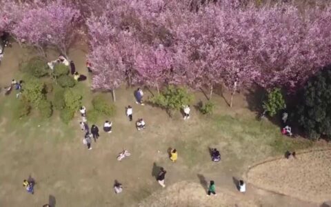 贵阳新闻联播 |【爽爽贵阳·繁花似锦】踏青赏花观民俗 贵阳贵安“春游经济”热度持续攀升