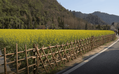 ​爽爽贵阳 繁花似锦｜春来芳菲起 阳春三月花溪邀你一起赏春花