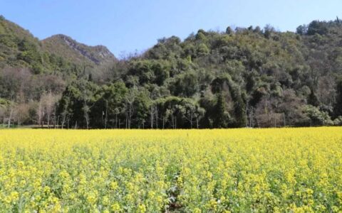 花溪十里河滩：春日限定金色花海