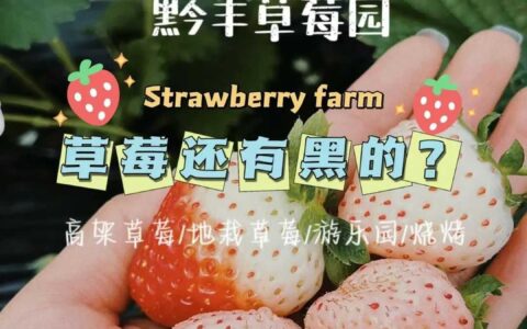 花溪冬日“莓”好时光，摘草莓去！