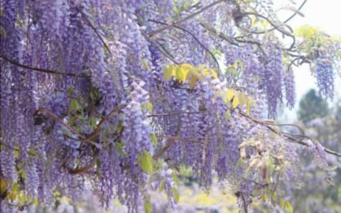 嗨花溪·赏春花 | 做一次春天的“追花人”！花溪赏花地图请收好