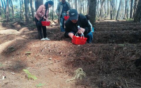 贵阳市白云区：林下种植赤松茸 撑开助农致富伞