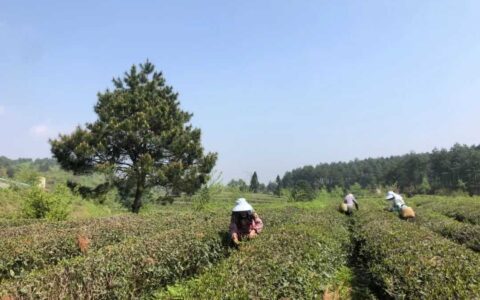 乌当区：春暖茶飘香 茶农采茶忙