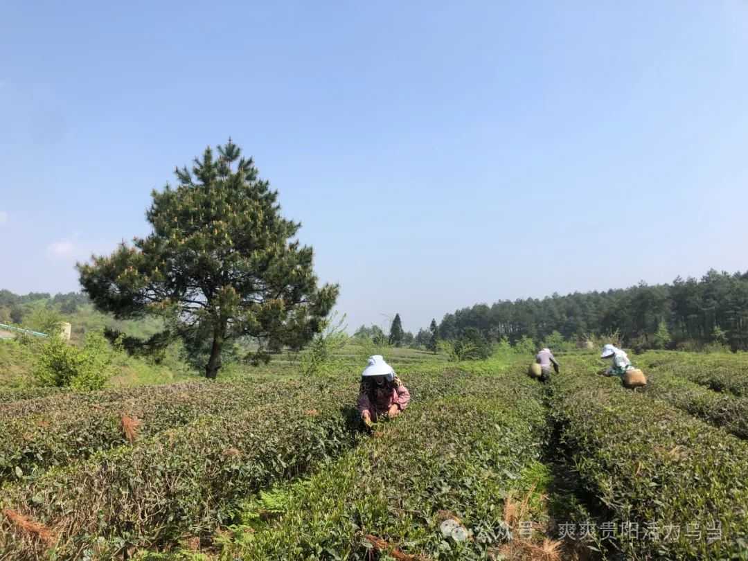 乌当区：春暖茶飘香 茶农采茶忙