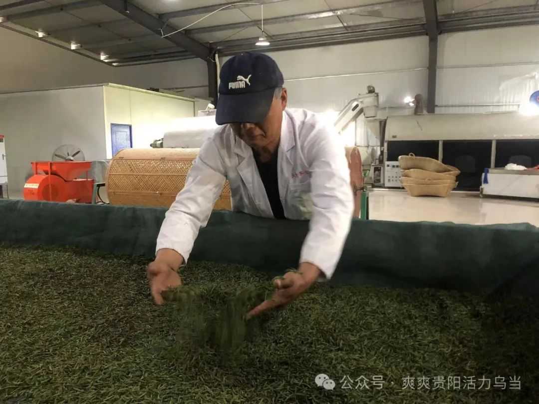 乌当区：春暖茶飘香 茶农采茶忙