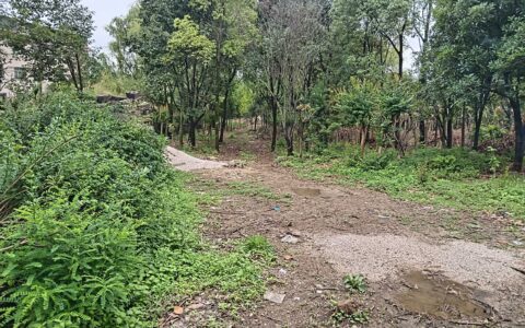 林场苗圃场地出租公告