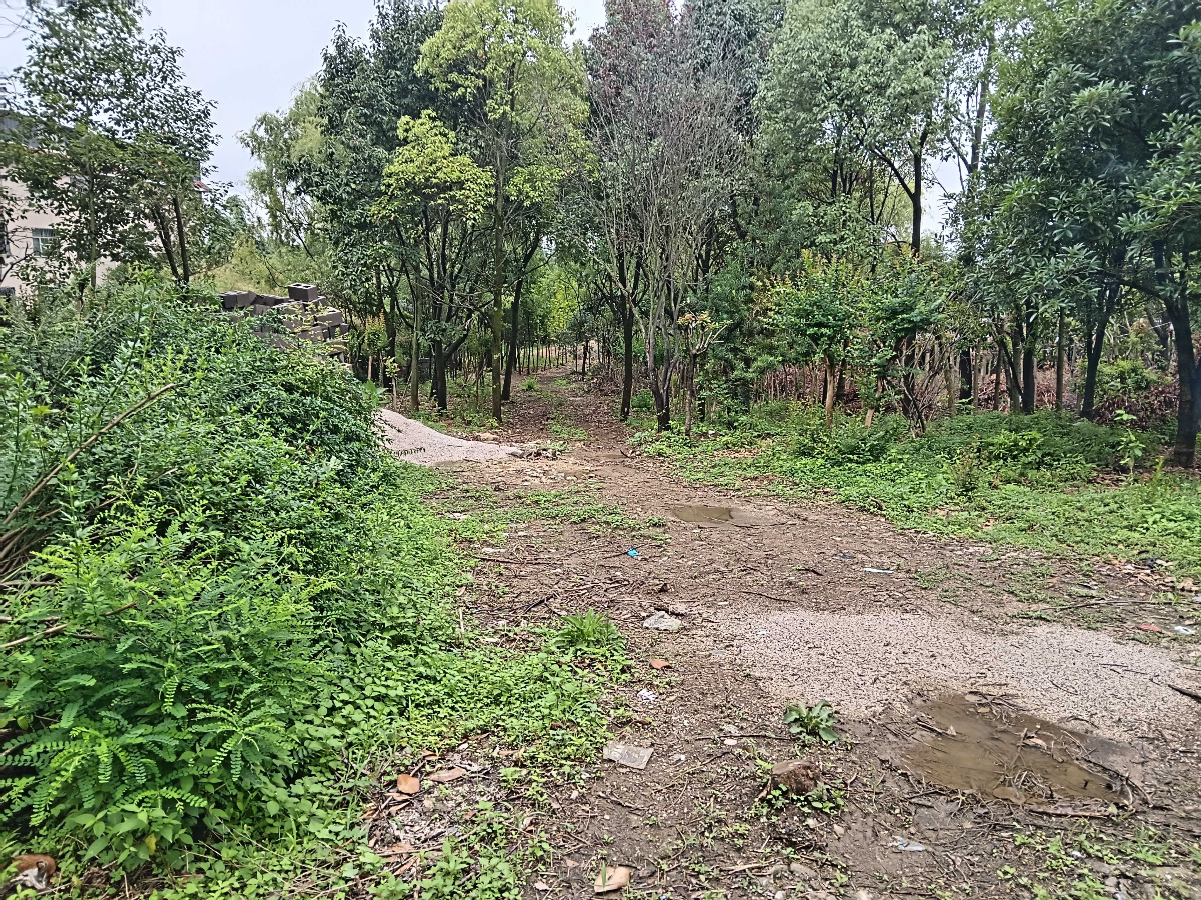 林场苗圃场地出租公告