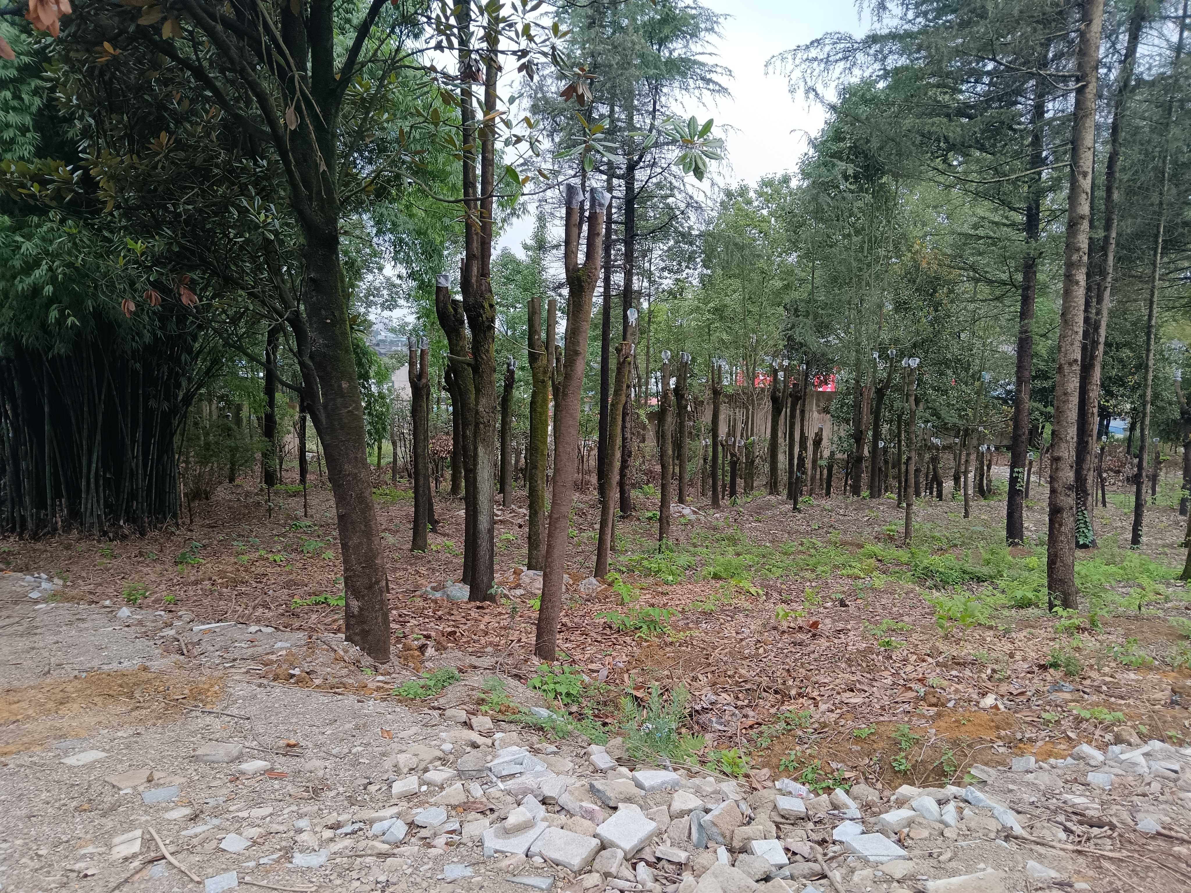 林场苗圃场地出租公告