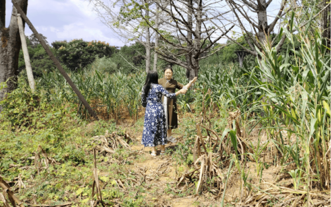 贵阳市观山湖区自然资源局核查耕地质量不高问题图斑整改情况