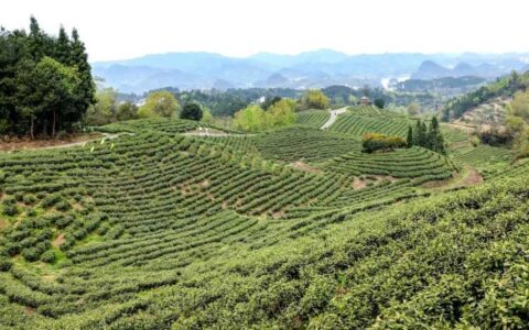 观山湖区：“绿叶”变“金叶” 茶产业促振兴