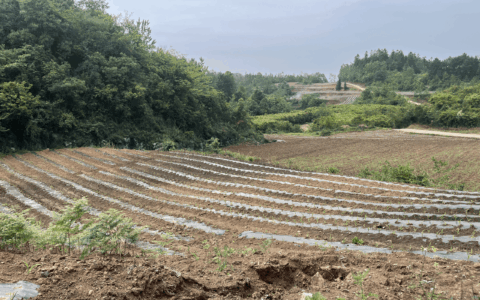 贵阳市观山湖区自然资源局开展2023年度新增耕地回头看